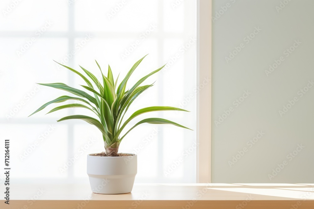 Plant in a pot on blurred living room interior background