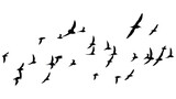 png herd of birds fly on clear backgroung