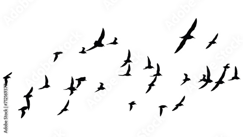 png herd of birds fly on clear backgroung