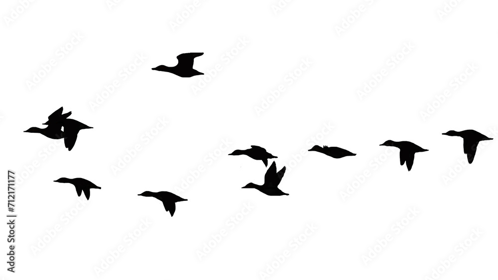 Obraz premium png herd of birds fly on clear backgroung