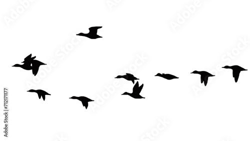 png herd of birds fly on clear backgroung © Nihat