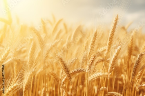 A field of golden wheat swayed in the wind