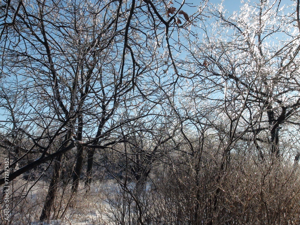 The unsurpassed beauty of the frozen treetops shining with bright lights under the rays of the frosty winter sun against the background of the blue sky. The unsurpassed beauty of the frozen treetops shining with bright lights under the rays of the frosty winter sun against the background of the blue sky.