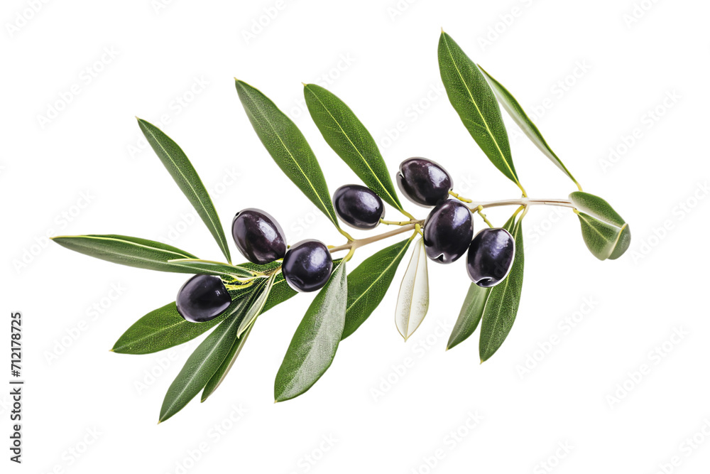 Isolated Olive Branch with Fresh Black Olives, Leaves, and Organic Mediterranean Vibes on a White Background Isolated Olive Branch with Fresh Black Olives, Leaves, and Organic Mediterranean Vibes on a White Background