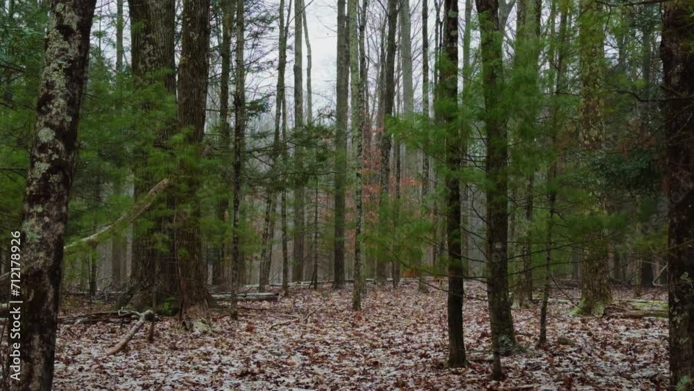 Light snowfall at the beginning of a snowstorm deep in a beautiful pine forest, on a calm, peaceful winter's day Light snowfall at the beginning of a snowstorm deep in a beautiful pine forest, on a calm, peaceful winter's day