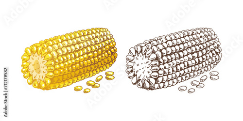 Organic food. Hand-drawn colored and monochrome vector sketch image of ear of corn. Doodle vintage illustration. Decorations for the menu of cafes and labels.