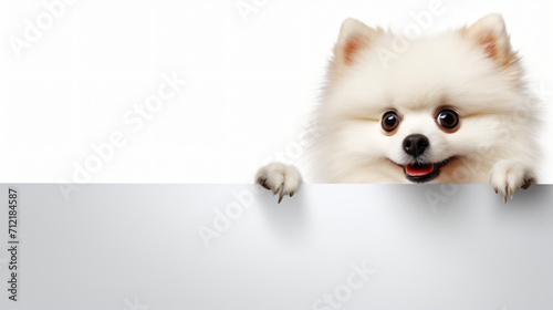Cute Spitz dog © Little