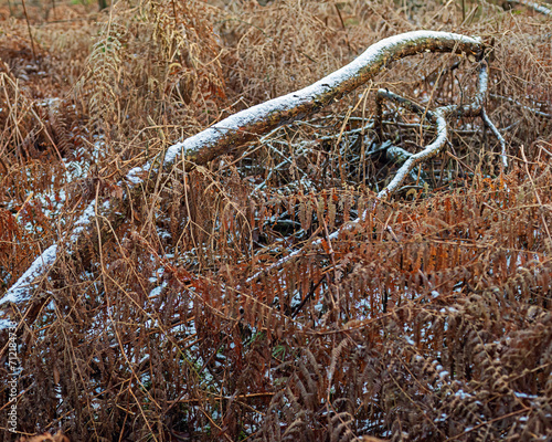 Fallen branch covered with snow lying among withered brown ferns.