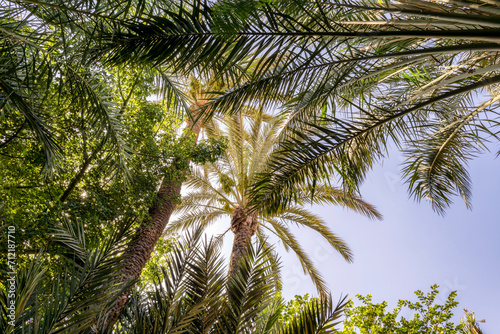 palm trees or Phoenix dactylifera or date palm with a blue sky in background. Moroccan nature at Marrakech or Marrakesh city.