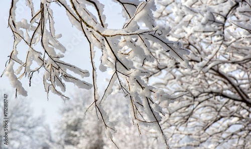 closeup of tree branches covered with snow in a garden