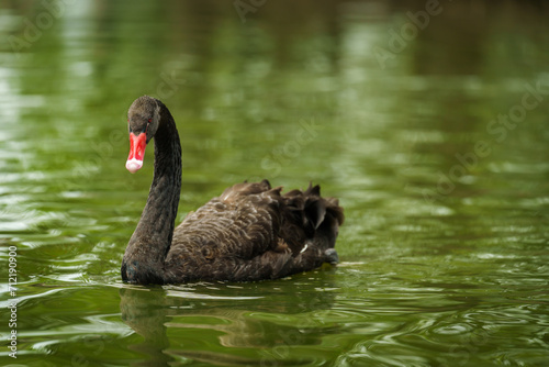 black swan swimming in pond