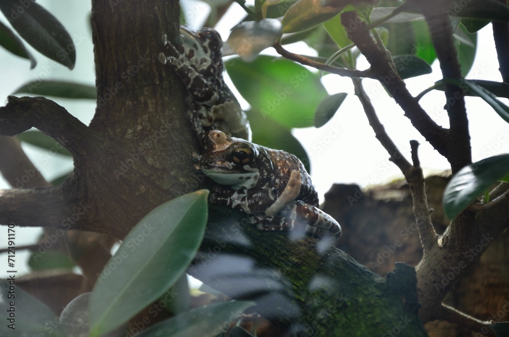 Baumhöhlen Krötenlaubfrosch