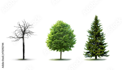 Kahler Baum Laubbaum und Tannenbaum isoliert