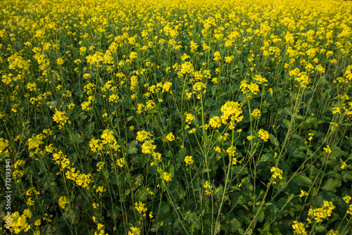 Blooming Yellow Rapeseed flowers in the field. can be used as a floral texture background