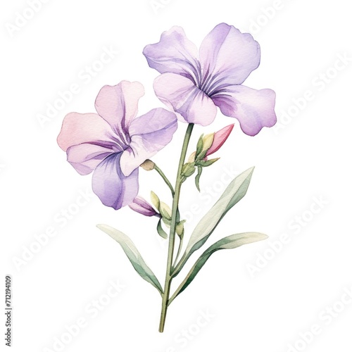 Wallflower flower watercolor illustration. Floral blooming blossom painting on white background photo