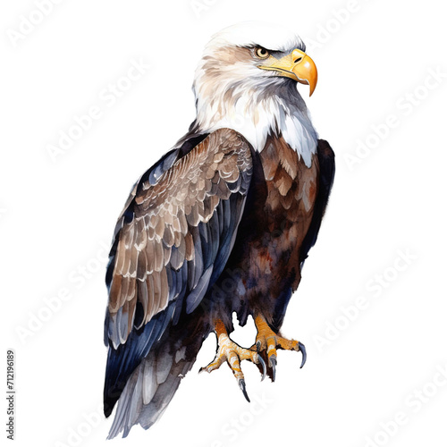 Bald eagle on transparent background  watercolor bald eagle collection  children s book illustration  children s clipart  printable animal stickers   american eagle isolated on white