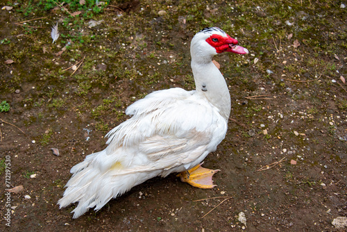 Muscovy Duck in Public Park