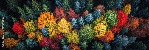 Aerial photography capturing vibrant colors in natural landscapes. Multicolor trees from above.