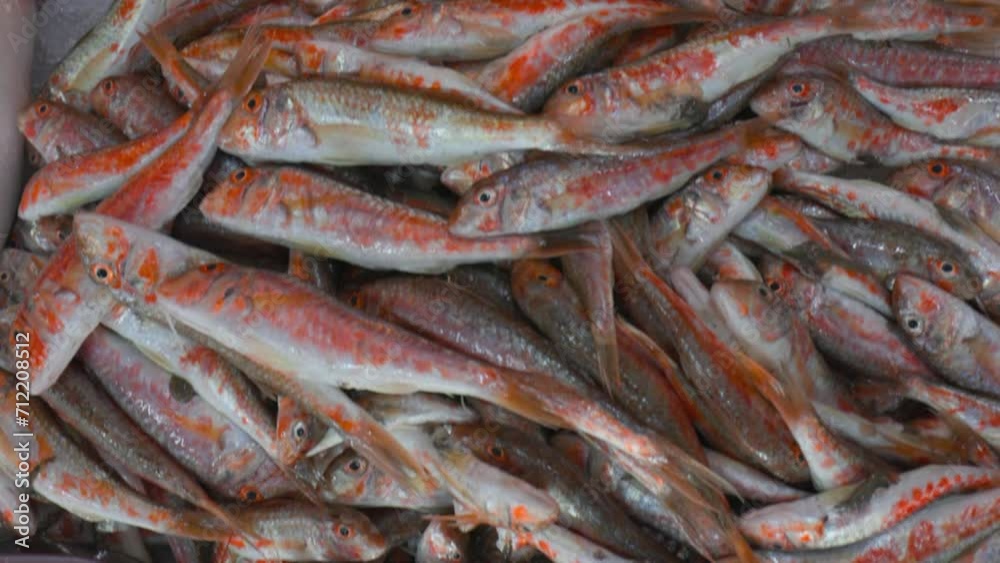 Close-up View On Freshly Caught Mullus Barbatus Red Mullet At Fish Market. Atlantic Horse Mackerel Trachurus Trachurus, Also Known As European Horse Mackerel Or Common Scad. Shrimps On Ice On Market. Close-up View On Freshly Caught Mullus Barbatus Red Mullet At Fish Market. Atlantic Horse Mackerel Trachurus Trachurus, Also Known As European Horse Mackerel Or Common Scad. Shrimps On Ice On Market.