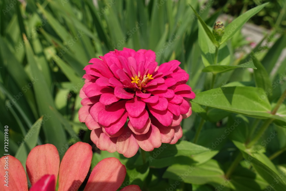 One magenta colored double flower of Zinnia elegans in July One magenta colored double flower of Zinnia elegans in July