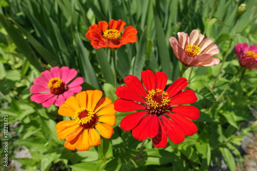 Colorful red, orange and pink flowers of Zinnia elegans in mid July