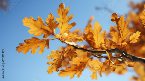 Bright golden oak leaves on a branch contrast with the clear blue sky, depicting a vibrant autumn scene.