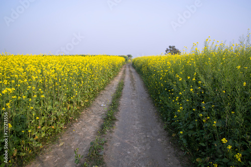 Rural dirt road through the rapeseed field with the blue sky background