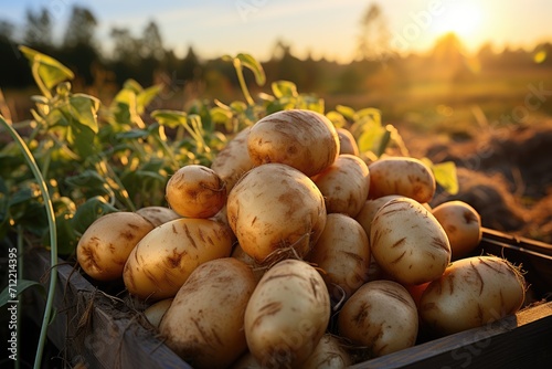 Wooden crate with raw young potatoes in field on summer day