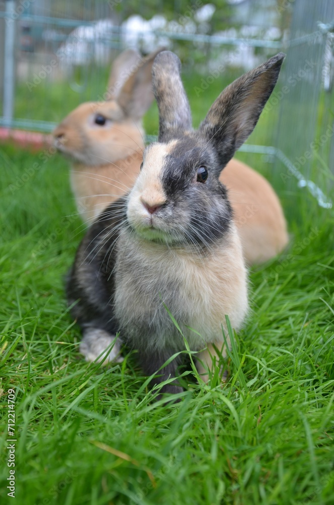 zwei Kaninchen