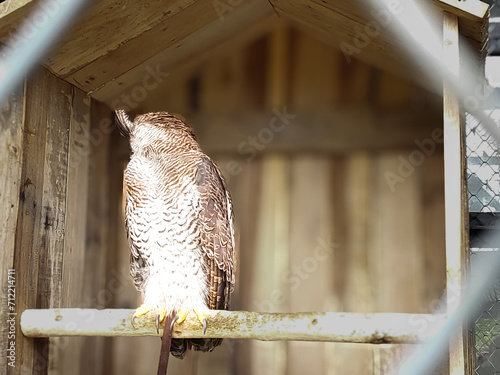 an owl in a zoo cage