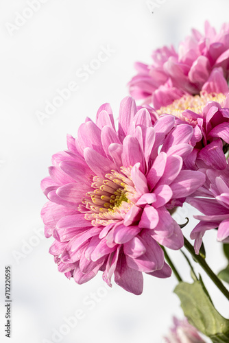 A close up photo of a bunch of dark pink chrysanthemum flowers with yellow centers and white tips on their petals. Chrysanthemum pattern in flowers park. Cluster of pink purple chrysanthemum flowers.