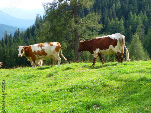 Kühe auf der Weide mit Bergen  im Hintergrund. © Theresia Karanitsch