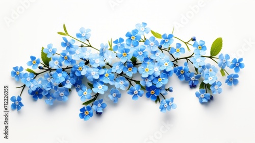 Forget-me-nots flowers on a white background