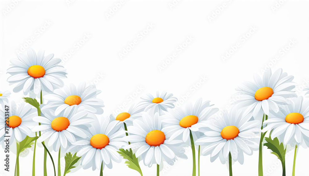 Daisies with copy space on white Daisies with copy space on white