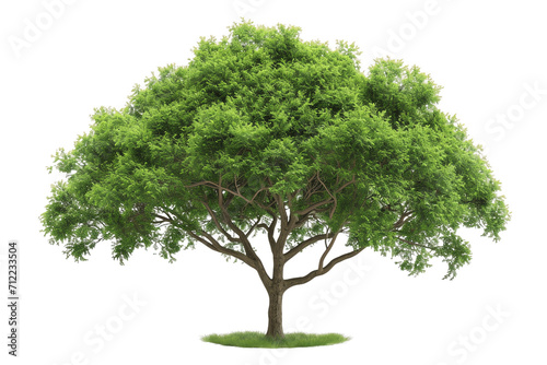 Green tree isolated on a transparent background  surrounded by nature s lush foliage