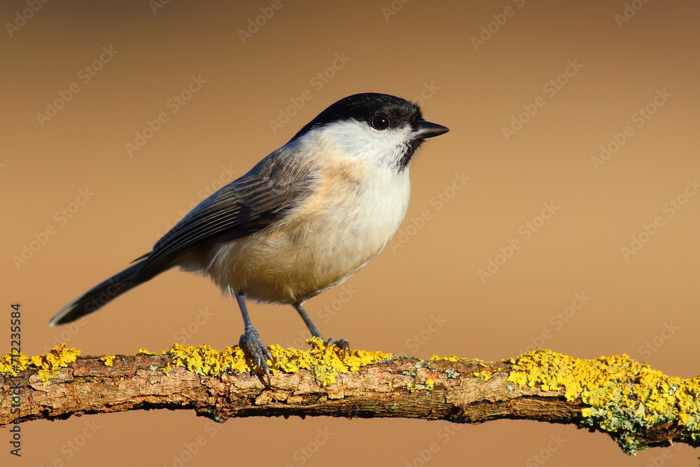Marsh tit bird feeder