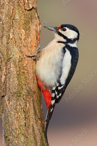 Great spotted woodpecker bird feeder