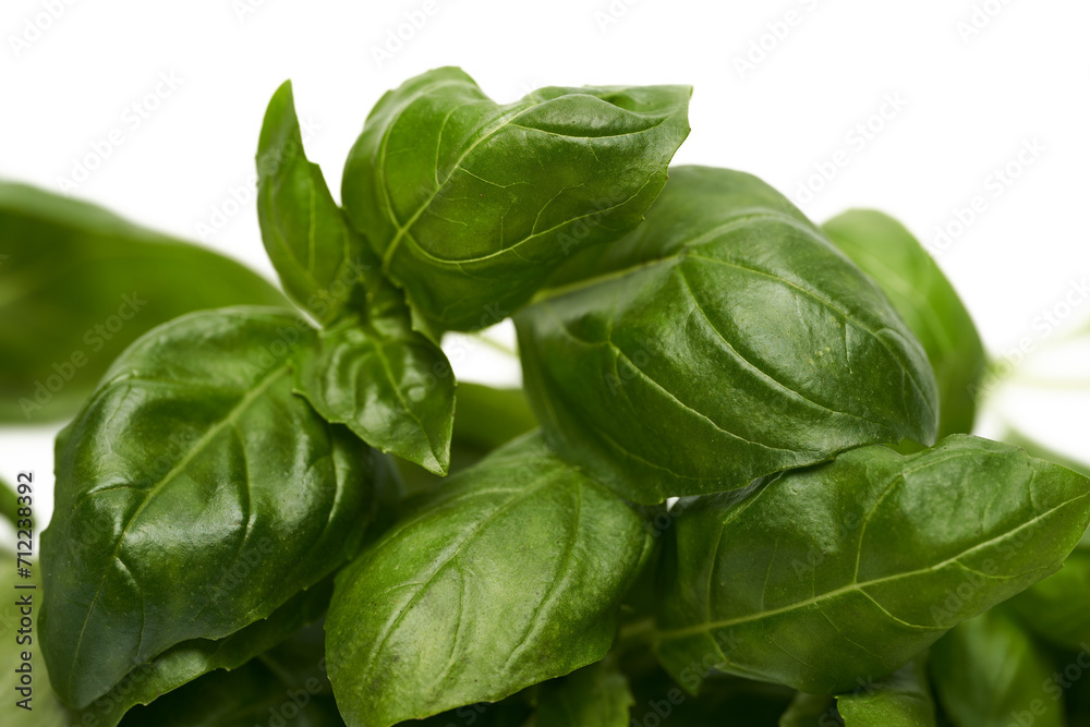 Fresh basil on white Fresh basil on white