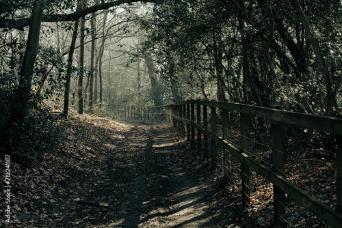 tranquil forest path lined with a wooden fence in cinematic colour