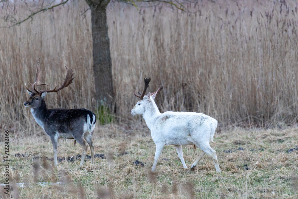 Damhirsche auf den Sundischen Wiesen bei Zingst. Weißer Hirsch. Damhirsche auf den Sundischen Wiesen bei Zingst. Weißer Hirsch.