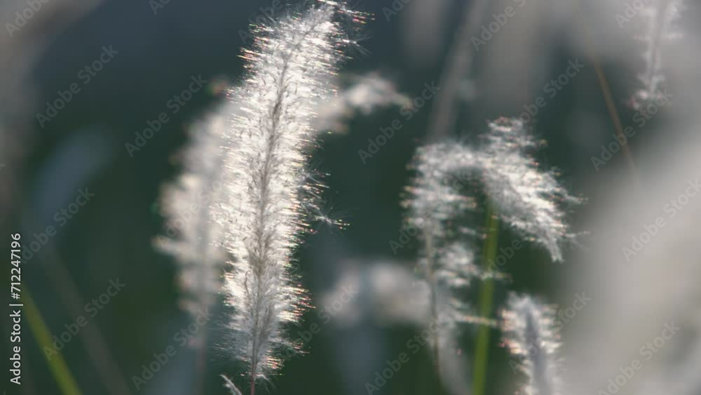 White grass flowers blow in the wind, translucent, reflecting the rainbow-colored spectrum sunlight. White grass flowers blow in the wind, translucent, reflecting the rainbow-colored spectrum sunlight.