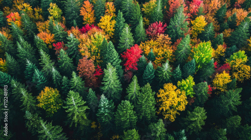 aerial view of forest with beautiful autumn colors of nature drone view Autumn yellow forest and green trees in rural, Drone photo Aerial top view photo