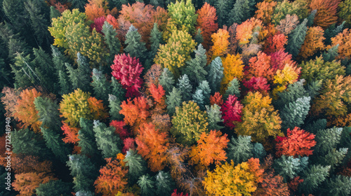 aerial view of forest with beautiful autumn colors of nature drone view Autumn yellow forest and green trees in rural, Drone photo Aerial top view