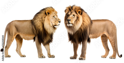 lion isolated on a transparent PNG background, white background, Generative Ai