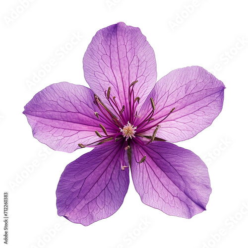 purple sakura flower isolated on transparent background