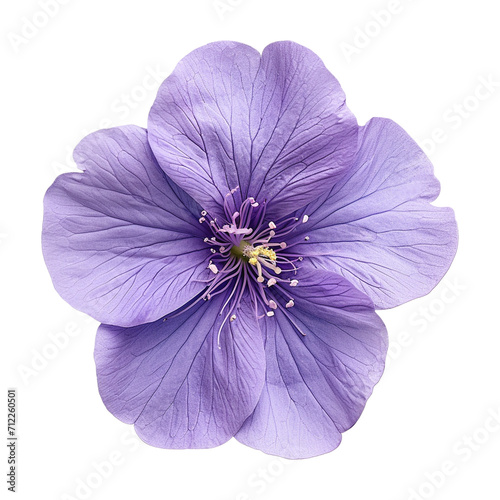 purple flower isolated on transparent background © PPH