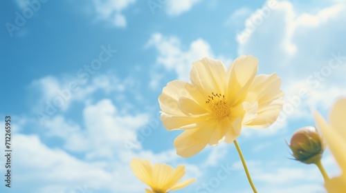 Heavenly Palette Photograph the yellow flower against a sky filled with soft clouds, creating a dreamy and ethereal atmosphere. Emphasize the calming effect of nature's palette