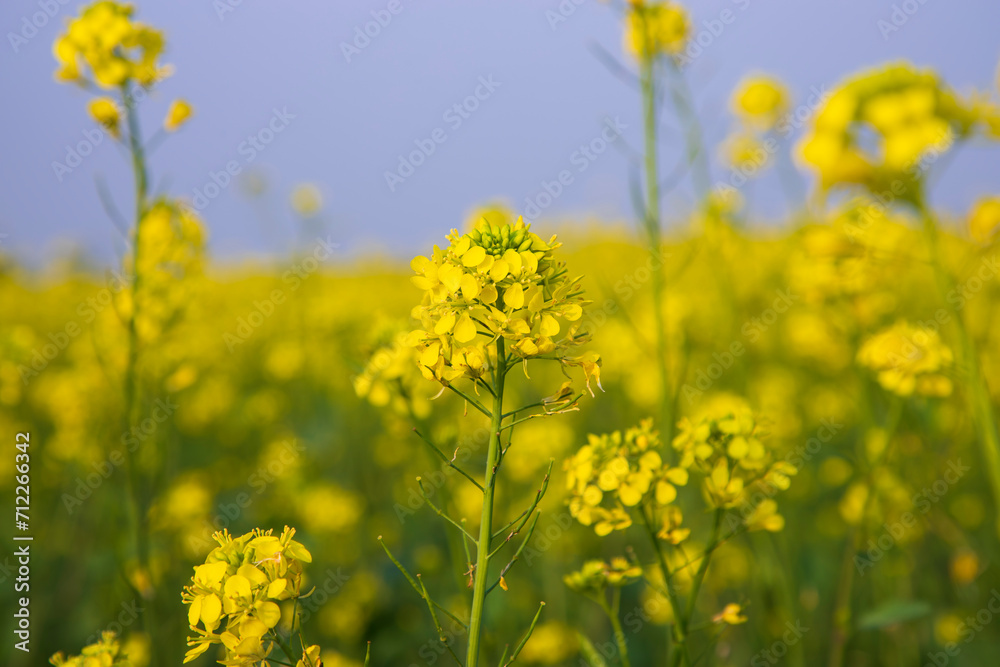 Close-up Focus A Beautiful Blooming Yellow rapeseed flower with blurry background Close-up Focus A Beautiful Blooming Yellow rapeseed flower with blurry background