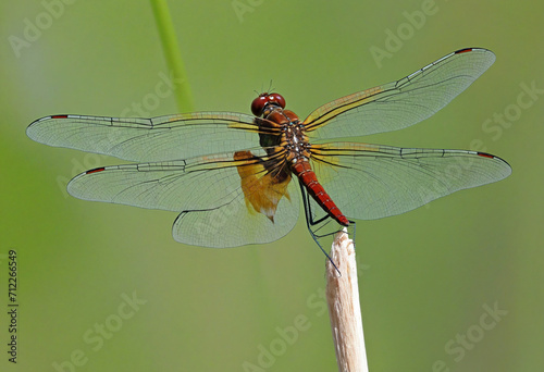 Dragonfly perched on a branch © SR07XC3