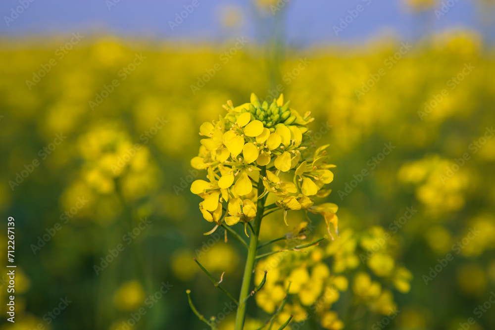 Close-up Focus A Beautiful Blooming Yellow rapeseed flower with blurry background Close-up Focus A Beautiful Blooming Yellow rapeseed flower with blurry background